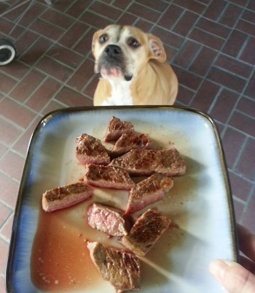 Собаки, которые охотятся за вашей едой (15 фото)