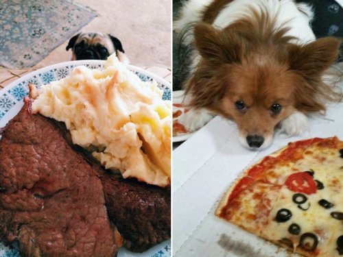 Собаки, которые охотятся за вашей едой (15 фото)