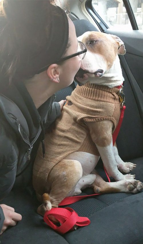 Взятый из приюта пёс не перестаёт обнимать свою новую хозяйку (11 фото)