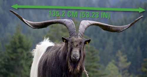 Козёл с самыми широкими рогами живёт в Австрии (6 фото + видео)