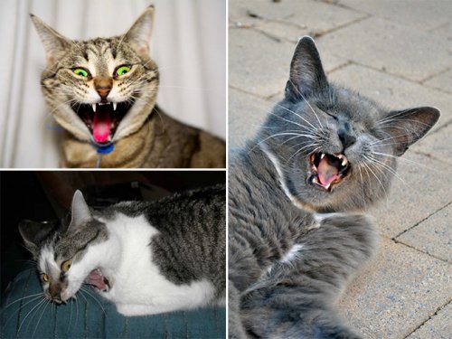 Чихающие кошки, которые вызовут у вас улыбку (16 фото)