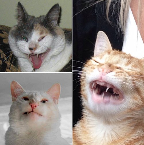 Чихающие кошки, которые вызовут у вас улыбку (16 фото)