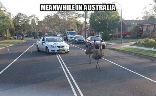 Тем временем в Австралии (25 фото)