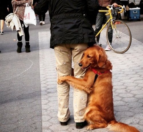 Золотистый ретривер обнимает каждого, кого встречает во время прогулки (10 фото)