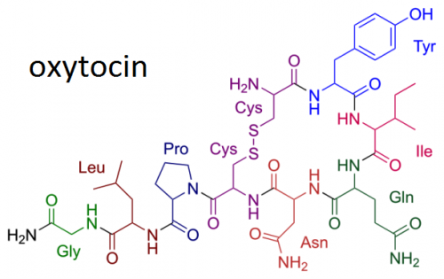Топ-25: самые любопытные факты про окситоцин – гормон любви