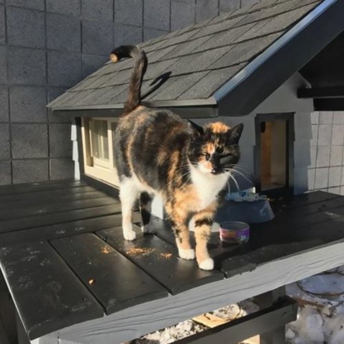 Эта кошка так часто навещала полицейский участок, что ее приютили, и сделали ей настоящий домик