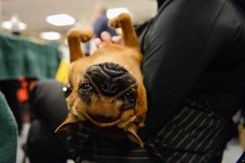 141-я ежегодная выставка собак Westminster Kennel Club в Нью-Йорке (31 фото)