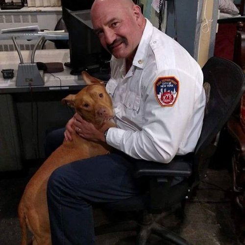 Голодавшая собака, брошенная хозяевами умирать, подружилась с пожарными и теперь живёт в пожарной части (7 фото)
