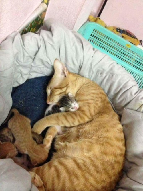 Забота и поддержка кота-отца, которая растопит ваше сердце (10 фото)