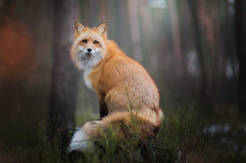 Очаровательные лисицы в фотографиях 19-летней Изы Лисонь (10 фото)