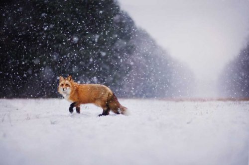 Очаровательные лисицы в фотографиях 19-летней Изы Лисонь (10 фото)