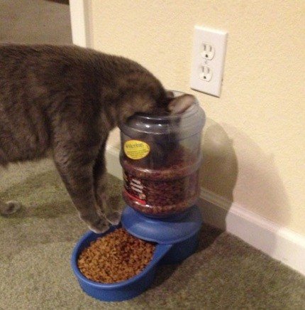 Смешные кошки, которые разучились правильно есть (10 фото)