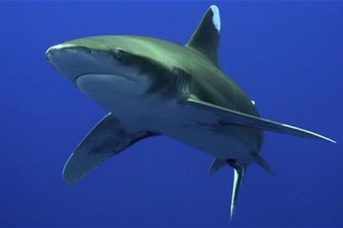 Топ-10: самые ужасающие нападения акул