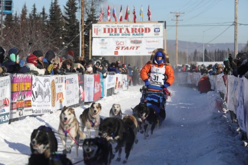 Гонки на собачьих упряжках Iditarod Dog Race 2017 (15 фото)