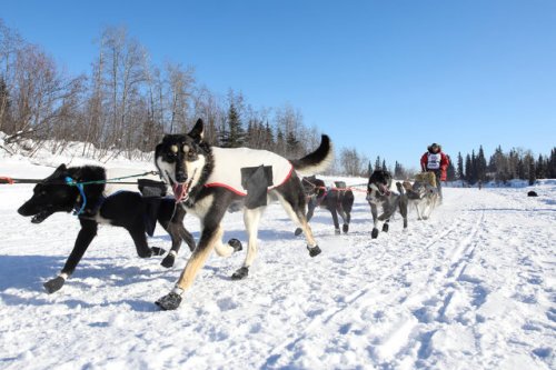 Гонки на собачьих упряжках Iditarod Dog Race 2017 (15 фото)