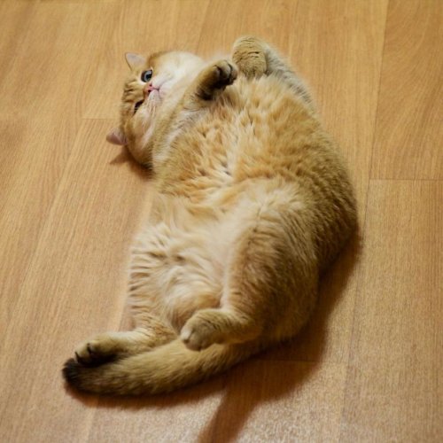 Очаровательный котик Хосико, которого называют Котом в сапогах в реальной жизни (23 фото)