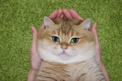 Очаровательный котик Хосико, которого называют Котом в сапогах в реальной жизни (23 фото)