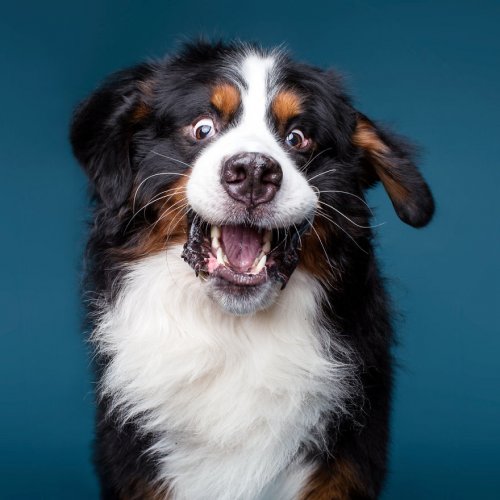 Портреты собак, которым плевать на фотогеничность (26 фото)