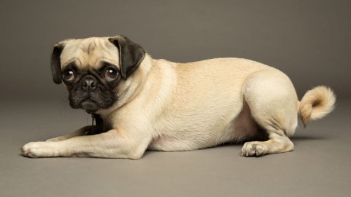 Портреты собак, которым плевать на фотогеничность (26 фото)