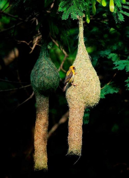 Необычные птичьи гнёзда (17 фото)