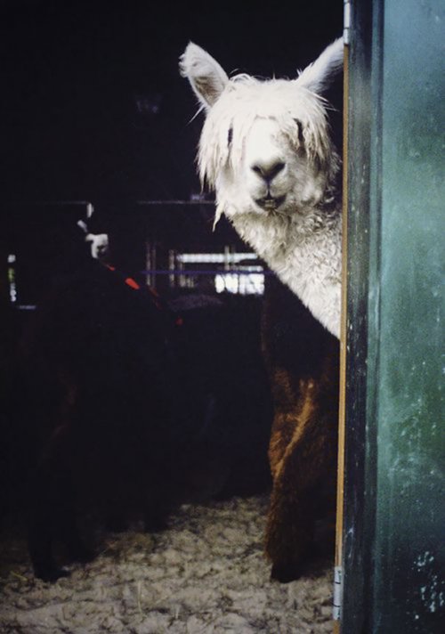 Фотографии альпак, которые вызовут вашу улыбку (28 фото)