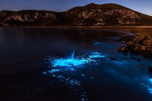 Светящаяся вода на побережье Тасмании (7 фото)