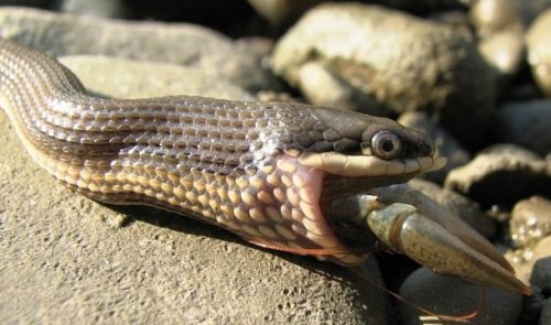 Топ-25: шокирующие факты про змей, которые вы могли не знать