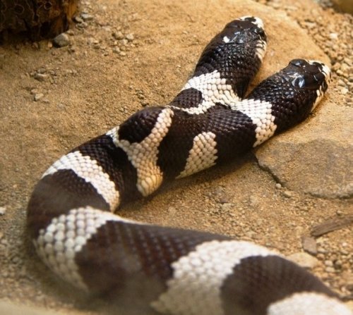 Топ-25: шокирующие факты про змей, которые вы могли не знать