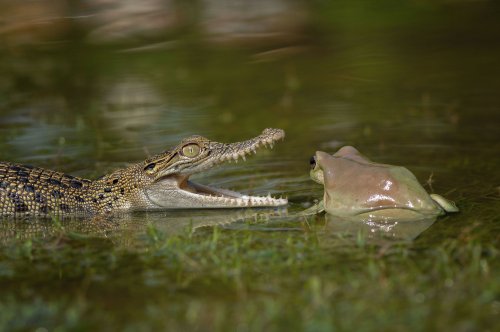 Лягушка верхом на крокодиле (2 фото)