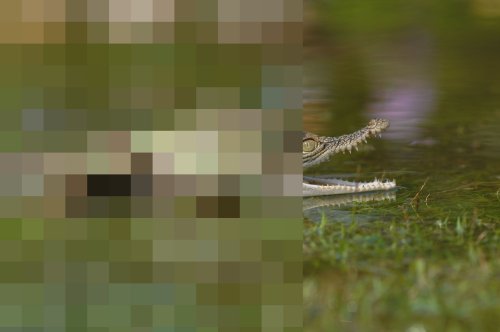 Лягушка верхом на крокодиле (2 фото)