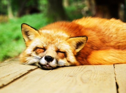 Мимишные фотографии спящих животных, которые вы должны увидеть (25 фото)