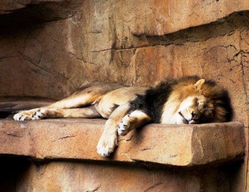 Мимишные фотографии спящих животных, которые вы должны увидеть (25 фото)