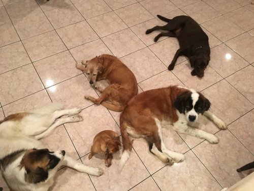 Ли Эшер и его семья из 9 спасённых животных (10 фото)