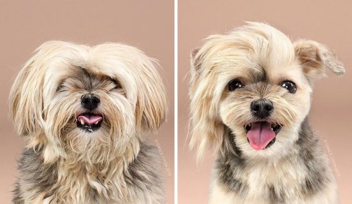 Собаки до и после стрижки (23 фото)