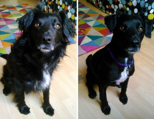 Собаки до и после стрижки (23 фото)