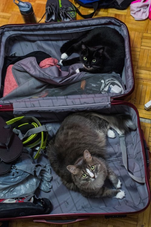 Кошки и собаки, которые хотят в отпуск вместе с хозяевами (15 фото)