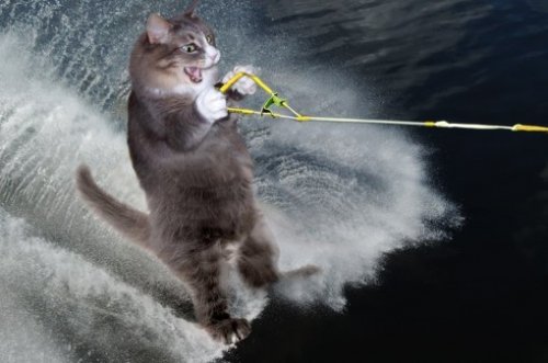Кошки-экстремалы во время занятий любимым видом спорта (10 фото)