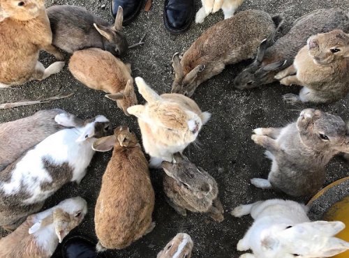 Кроличий остров: японский остров, где живут сотни дружелюбных кроликов (12 фото)