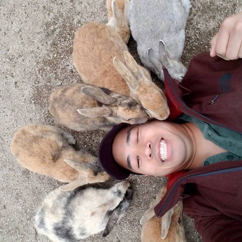 Кроличий остров: японский остров, где живут сотни дружелюбных кроликов (12 фото)