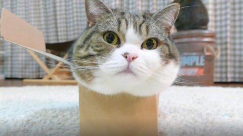 Кот Мару из Японии стал рекордсменом, как самое просматриваемое животное на YouTube (6 фото + видео)