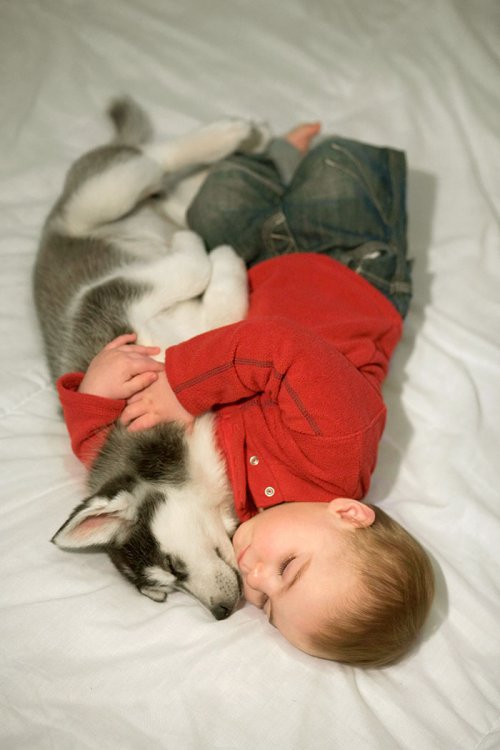 Очаровательные парочки: малыши, спящие в обнимку со своими собаками (26 фото)