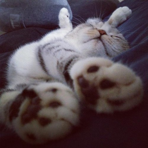 Кошка Хана с большими глазами, взявшая Instagram штурмом (24 фото)