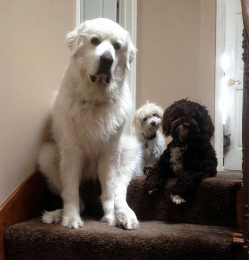 Каково это, когда в доме живёт больше двух собак (27 фото)