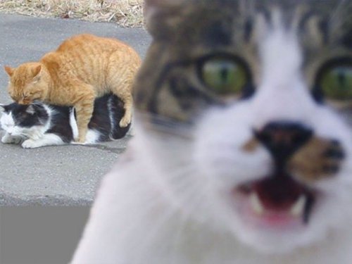 Весёлые фотобомбы с кошками (34 фото)
