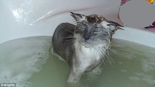 Домашние животные, которые не любят водные процедуры (17 фото)