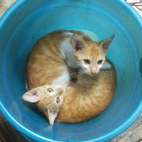 Кошки, которые поместятся в любую тару (23 фото)