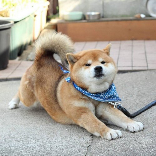 Сиба-ину Рюдзи — самый эмоциональный пёс из Японии (17 фото)