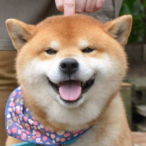 Сиба-ину Рюдзи — самый эмоциональный пёс из Японии (17 фото)