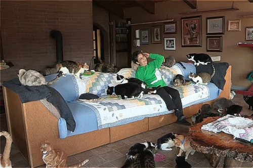 Женщина, которая живёт с тысячей кошек (8 фото + видео)