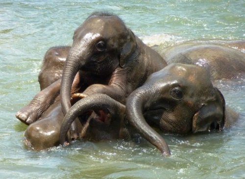 Прелестные слоники, которые подарят вам улыбку (25 фото)